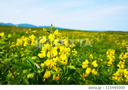 ワッカ原生花園　センダイハギ　北海道 115495000