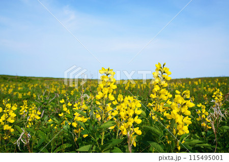 ワッカ原生花園　センダイハギ　北海道 115495001