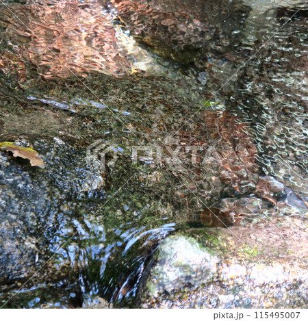 屋久島　白谷雲水峡 115495007