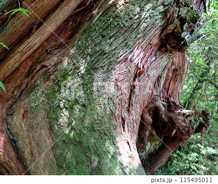 屋久島　白谷雲水峡 115495011