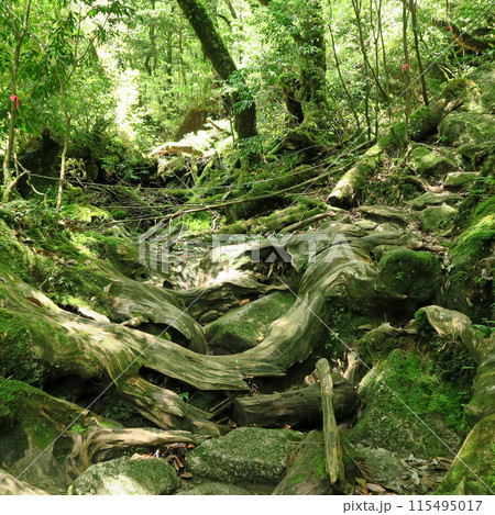 屋久島　白谷雲水峡 115495017