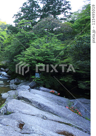 屋久島 白谷雲水峡 屋久島 白谷雲水峡 115495019