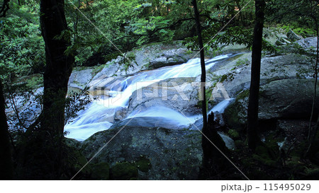 屋久島　白谷雲水峡 115495029