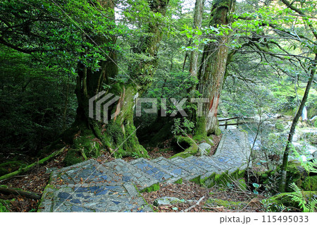 屋久島 白谷雲水峡 屋久島 白谷雲水峡 115495033