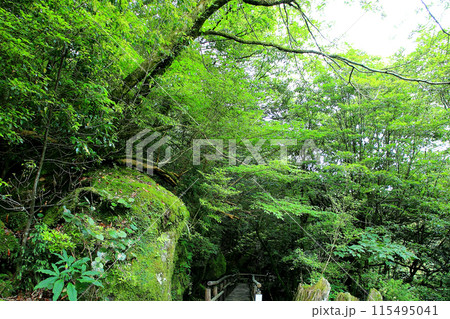 屋久島　白谷雲水峡 115495041
