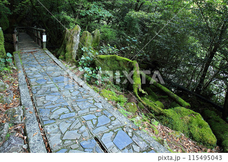 屋久島　白谷雲水峡 115495043