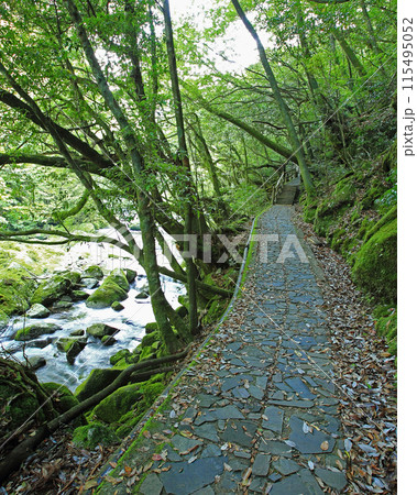 屋久島　白谷雲水峡 115495052