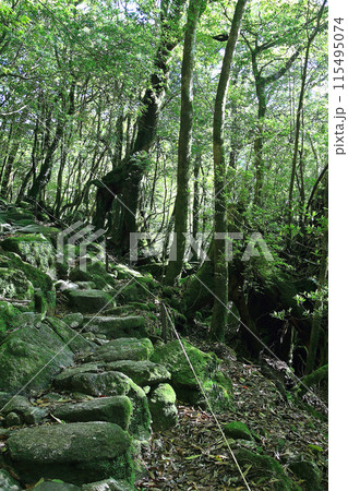 屋久島　白谷雲水峡 115495074