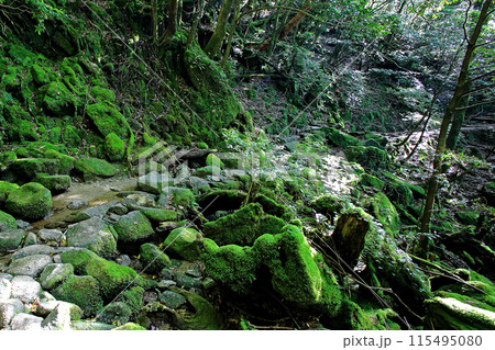 屋久島　白谷雲水峡 115495080