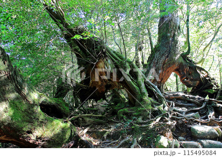 屋久島　白谷雲水峡 115495084