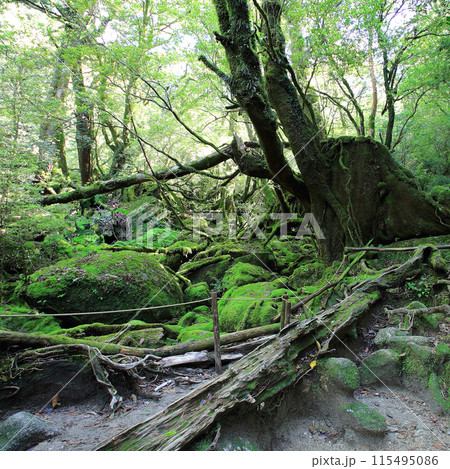 屋久島　白谷雲水峡 115495086