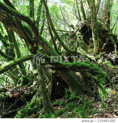 屋久島 白谷雲水峡 屋久島 白谷雲水峡 115495100