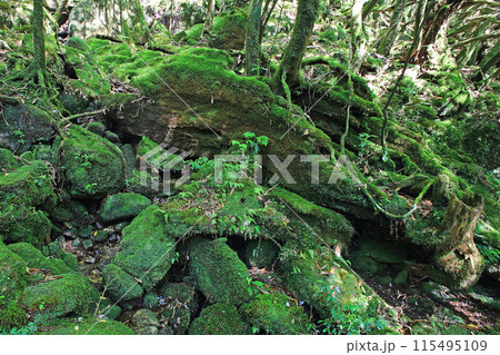 屋久島　白谷雲水峡 115495109