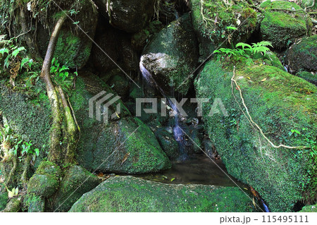 屋久島　白谷雲水峡 115495111