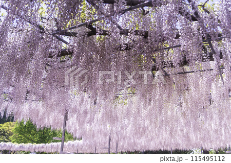 あしかがフラワーパーク　藤棚と空 115495112