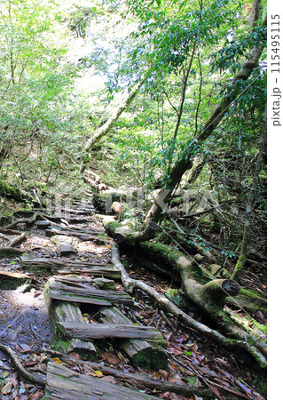 屋久島 白谷雲水峡 屋久島 白谷雲水峡 115495115