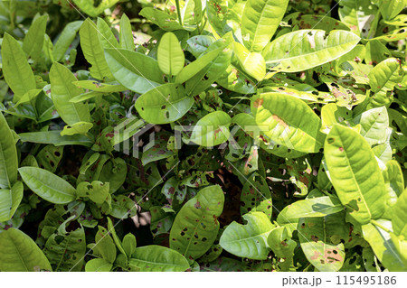 Top view green disease leaves. Black or brown spots on green leaf. Top view green disease leaves. Black or brown spots on green leaf. 115495186