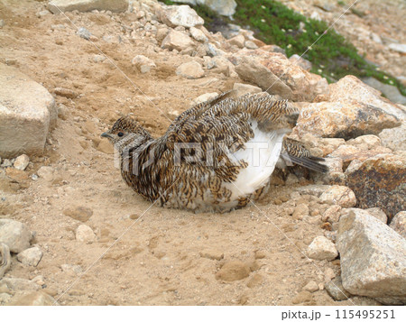 Dust bathing snow grouse / 砂浴びするライチョウ(雷鳥) @北アルプス Dust bathing snow grouse / 砂浴びするライチョウ(雷鳥) @北アルプス 115495251
