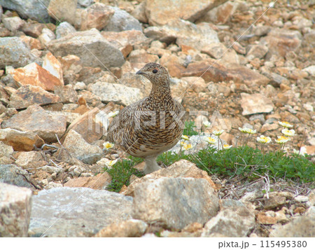 a snow grouse, a ptarmigan ライチョウ(初夏の北アルプス・白馬縦走路) 115495380