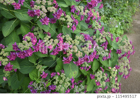 英国式庭園 英国式庭園 115495517