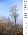 Experience the tranquil misty autumn scene with a frostcovered tree next to a peaceful path 115495607