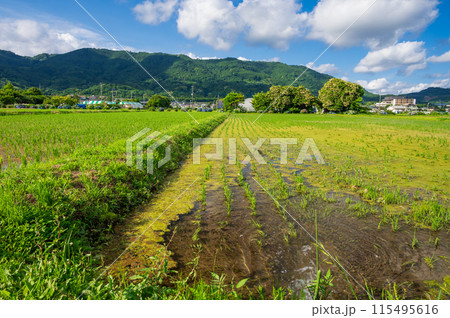 開成町の原風景 初夏の田園 開成町の原風景 初夏の田園 115495616
