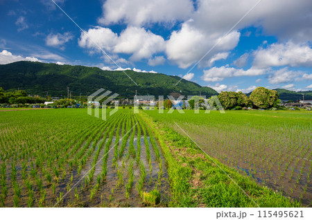 開成町の原風景 初夏の田園 開成町の原風景 初夏の田園 115495621