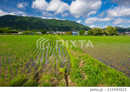 開成町の原風景　初夏の田園 115495622