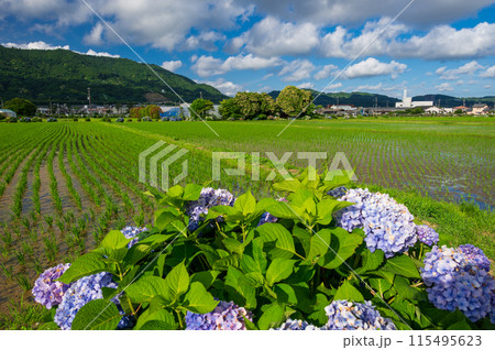 開成あじさいの里 あじさいが咲く里の風景 開成あじさいの里 あじさいが咲く里の風景 115495623