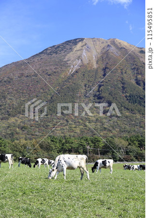 大山で放牧される牛 115495851