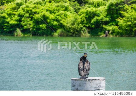 瀬田川の水辺に立つカワウ 瀬田川の水辺に立つカワウ 115496098