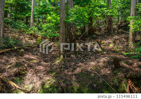 大津市伽藍山公園付近の山林 大津市伽藍山公園付近の山林 115496111