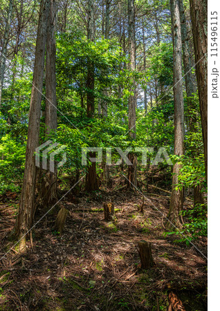 大津市伽藍山公園付近の山林 115496115