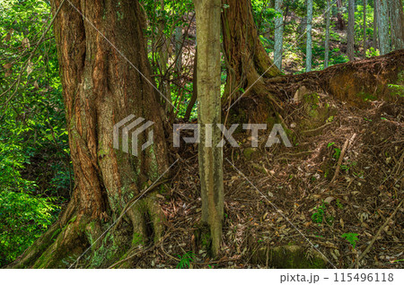 大津市伽藍山公園付近の山林 大津市伽藍山公園付近の山林 115496118