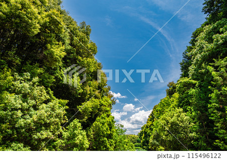大津市伽藍山公園付近の山林 大津市伽藍山公園付近の山林 115496122