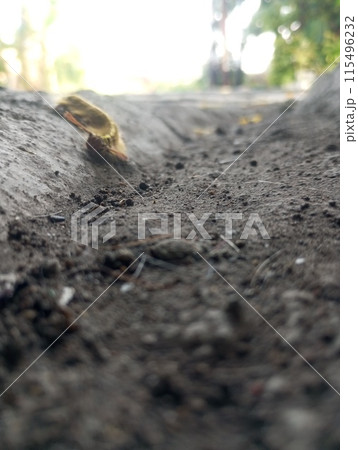 small potatoes in the garden 115496232