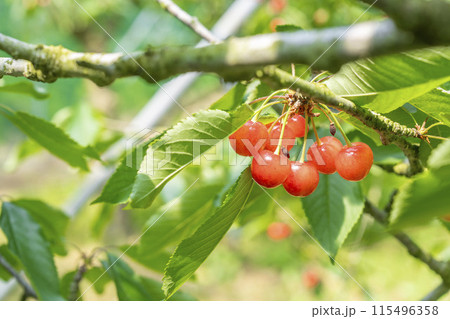 赤く実ったさくらんぼ(佐藤錦) さくらんぼ狩り 山形県東根市 赤く実ったさくらんぼ(佐藤錦) さくらんぼ狩り 山形県東根市 115496358