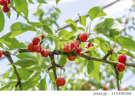 赤く実ったさくらんぼ（佐藤錦）　さくらんぼ狩り　山形県東根市 115496366