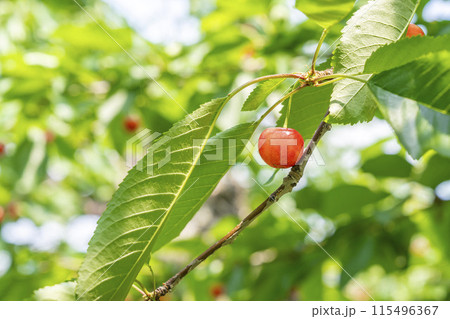 赤く実ったさくらんぼ（佐藤錦）　さくらんぼ狩り　山形県東根市 115496367