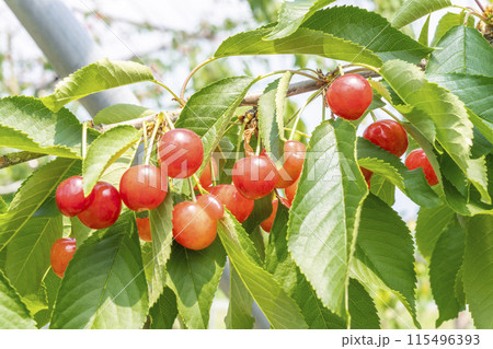 赤く実ったさくらんぼ（佐藤錦）　さくらんぼ狩り　山形県東根市 115496393
