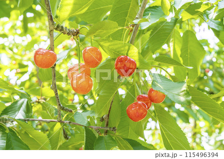 赤く実ったさくらんぼ（佐藤錦）　さくらんぼ狩り　山形県東根市 115496394