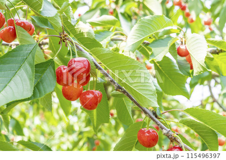 赤く実ったさくらんぼ（佐藤錦）　さくらんぼ狩り　山形県東根市 115496397