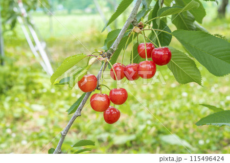 赤く実ったさくらんぼ(佐藤錦) さくらんぼ狩り 山形県東根市 赤く実ったさくらんぼ(佐藤錦) さくらんぼ狩り 山形県東根市 115496424