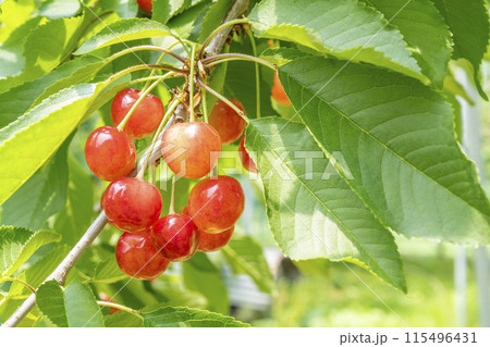 赤く実ったさくらんぼ(佐藤錦) さくらんぼ狩り 山形県東根市 赤く実ったさくらんぼ(佐藤錦) さくらんぼ狩り 山形県東根市 115496431