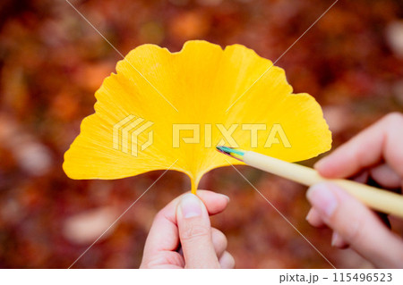 紅葉したイチョウの葉 紅葉したイチョウの葉 115496523