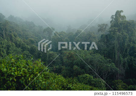 Forest and trees in the morning fog 115496573