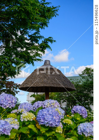 開成あじさいの里　あじさい公園の風景 115496628