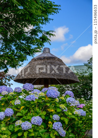 開成あじさいの里　あじさい公園の風景 115496633