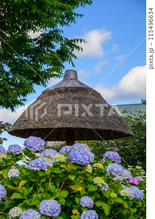 開成あじさいの里　あじさい公園の風景 115496634