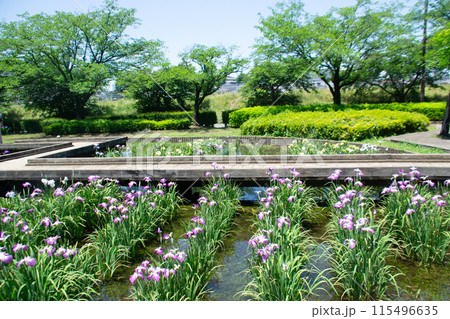 菖蒲園 115496635